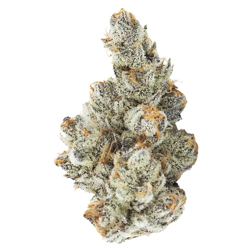 3rd Coast Genetics - Black Truffle product image