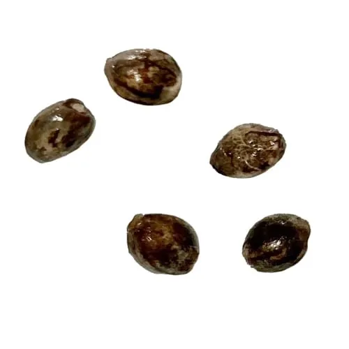 Exodus UK Cheese THC Seeds (Autoflower) product image
