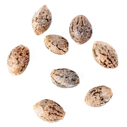 Frosted Zin Autoflower Seeds product image