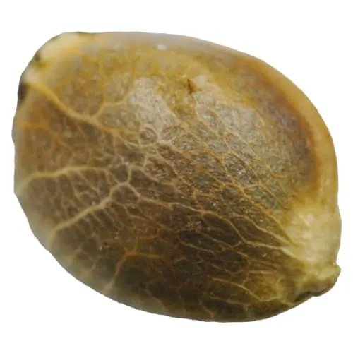 D 3 N A L I - 4 Pack Seeds product image