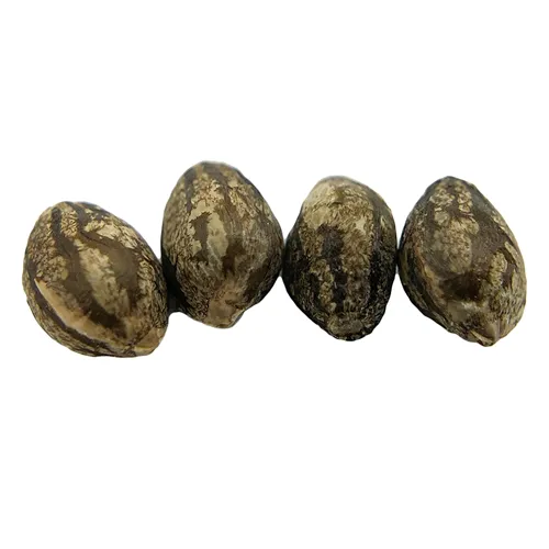E V E R E 5 T Seeds (Regular) 4 Pack Seeds product image