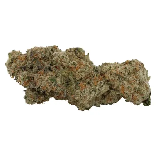 Homage - Artisan Cola- Dried Flower product image