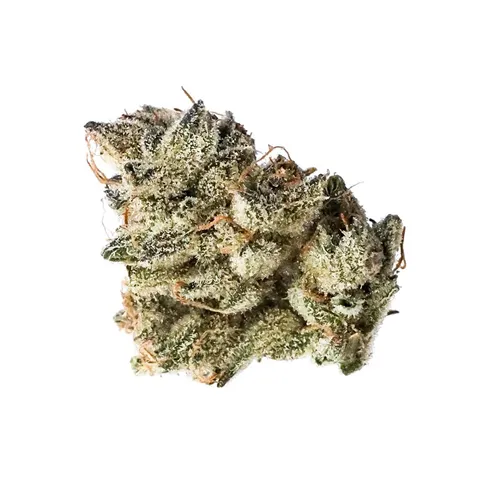Early Glue RBx1 #15 product image