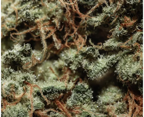 Gas Berries #112 product image