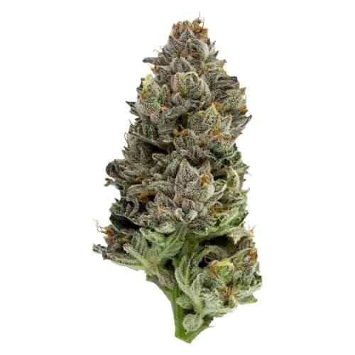 Original Stash - Black Cherry Punch product image