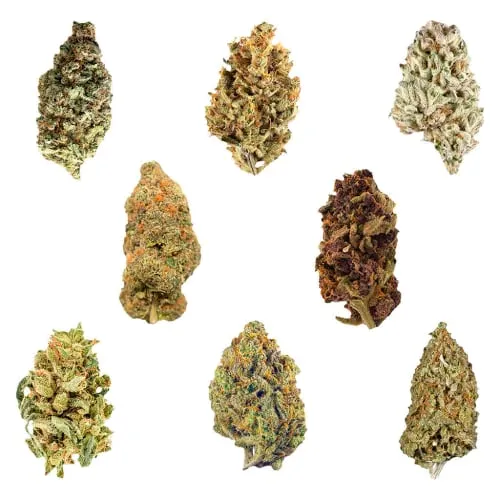 Dankmas Feast Variety Pack product image