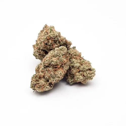 Limited Batch - Blue Iguana product image